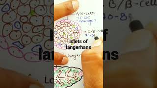 islets of langerhans [upl. by Alraep]