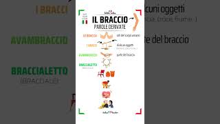 🇮🇹SHORT ITALIAN LESSONS  Livello Intermedio✳️BRACCIO  Parole derivate ✳️ short italianlessons [upl. by Lanctot]