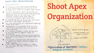 Shoot Apex Organization [upl. by Ai]