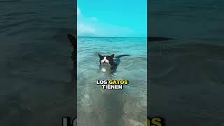 ¿Por qué los gatos le temen al agua 🙀 shorts viral [upl. by Gian827]