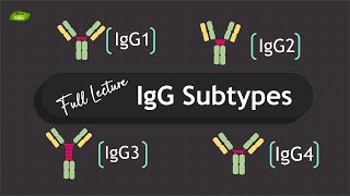 IgG Antibodies subtypes  Full Lecture  Immunology  Basic Science Series [upl. by Amelina466]