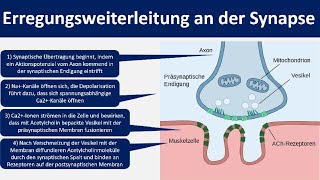 Erregungsweiterleitung an der Synapse  Chemische Synapse Neurobiologie Oberstufe [upl. by Monia835]