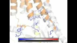 Energetic analysis of Rhodopsin and Gi alpha subunit interface [upl. by Eimmij]