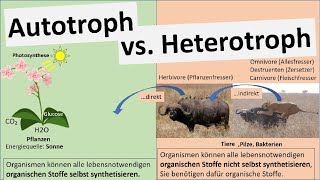 Autotroph vs Heterotroph Ernährungsweisen Biologie [upl. by Eilyab]