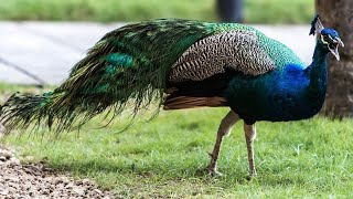 Canto do Pavão  Pavão de Cauda Aberta  Som do pavão [upl. by Okomot]