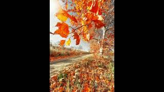 Autumn lateral leaves follow art like beats video music funny birds nature aforismi [upl. by Monteria]