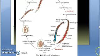 Parasitology 200 b Hookwormancylostoma duodenalelife cycleeggadultrhabdiformfilariform larva [upl. by Enra937]