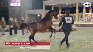 N155 RABBAN AL KHOR  Katara International Arabian Horse Festival  Colts 3 Years Old Class 6 [upl. by Ssepmet864]