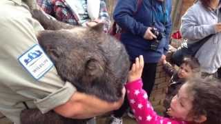 Petting a common wombat at Ballarat Wildlife Park Australia [upl. by Atteloj861]