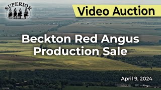 Beckton Red Angus Production Sale [upl. by Burdett]