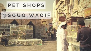 Pet Shops in Souq Waqif  Qatar Market [upl. by Latnahs]