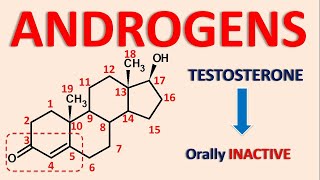 Androgens and androgenesis  Testosterone Nandrolone Mesterolone [upl. by Hilaire]