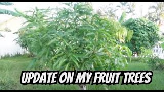 How I take care of my fruit trees and Pruning my mango trees [upl. by Buchheim94]