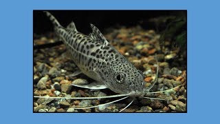 How to care for Pictus Catfish [upl. by Earb]