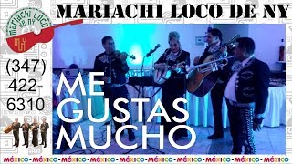 Me Gustas Mucho  El mejor mariachi de New York  Mariachi Loco de NY 914 2220722 [upl. by Yenettirb]