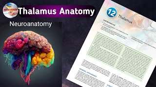 Thalamus Anatomy Functions  Relations amp Connections  Snells Neuroanatomy chapter 12 🧠 [upl. by Annaeiluj618]