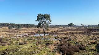 Loonse amp Drunense Duinen 27022024 [upl. by Jannel]