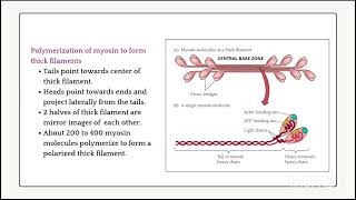 Contractile Proteins of Muscles Myosin and Actin [upl. by Kissner]