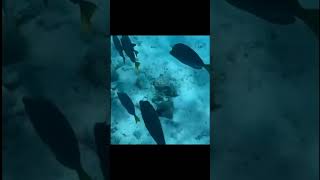 sea galapagostravel galapagos love ocean animals nature viralvideo viralshort suscribete [upl. by Deragon]