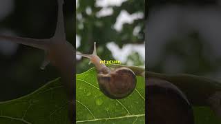 snails sleep more then you SnailSurvival Estivation Hibernation NatureFacts WildlifeBiology [upl. by Proffitt]