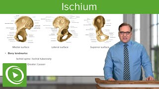 Ischium Location Body amp Bony Landmarks – Anatomy  Medical Education Videos [upl. by Erbe]