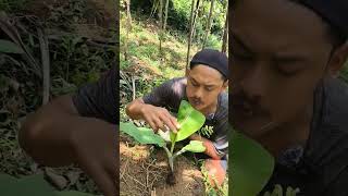 Mukbang Daun Pisang primitive [upl. by Raman]