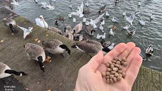 Feeding the Wildlife  Yeadon Tarn [upl. by Itsirc]