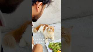 Billu sabziwala😳😳 catcomedy cat billicomedy billug catvideo sajidcat billucat [upl. by Zerimar]