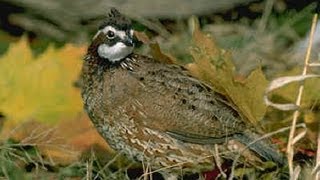 Bobwhite Quail Nest [upl. by Ettegroeg464]