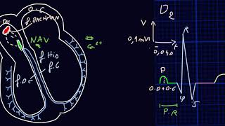 ECG  Introduction  Docteur Synapse [upl. by Lennahc824]