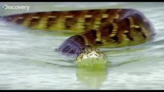 Anaconda Anatomy  Swimming With Monsters [upl. by Introc]