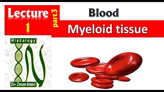 1cStructure of myeloid tissue [upl. by Naugal]