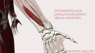 Extensor Pollicis Longus Musclepath Origin Insertion 3D Anatomy [upl. by Westerfield]