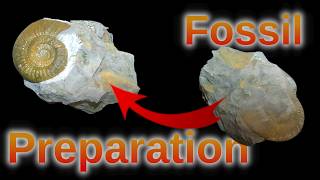 Limestone from Gräfenberg jurassic amonite preparation [upl. by Buroker577]