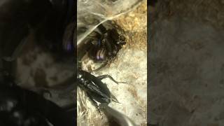 Electric blue tarantula Chilobrachys natanicharum feeding black cricket [upl. by Lunette]