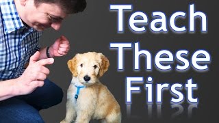 3 Easy Things to Teach your NEW PUPPY [upl. by Eidnalem]