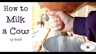 How to Milk a Cow By Hand or goat [upl. by Riada]