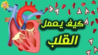 كيف يعمل القلب ❤ افضل فيديو يشرح كيف يتم عمل القلب والدورة الدموية بالتفصيل [upl. by Renell]