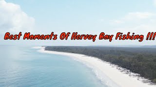 Incredible Hervey Bay Fishing Highlights You Cannot Miss [upl. by Fabi]