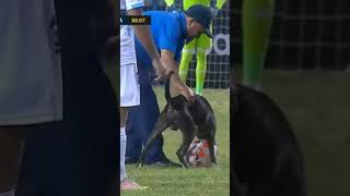 🚨DOG ON THE FIELD Game stopped for dog wanting to play with the soccer ball shorts [upl. by Nylicaj]