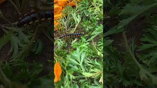 Yellow spotted millipede 🔥 youtubeshorts shortvideo animals travel shortsfeed [upl. by Retsehc]