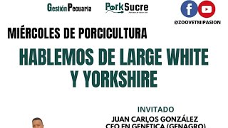 Hablemos de Large White y Yorkshire [upl. by Fisken]