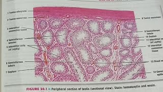 Histology of Male Reproductive system [upl. by Zerk]