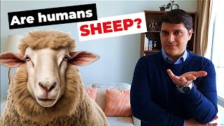 The Solomon Asch Experiment The Psychology of CONFORMITY 🐑🐑🐑 [upl. by Casey51]