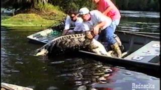 Captured Alligator Smacks Guy With Tail [upl. by Atilam387]