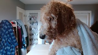 Bathing Drying my 11 Week old Apricot Poodle Puppy  HONEYTANTV [upl. by Ophelia838]