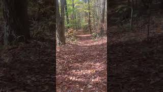 Sunday afternoon hike hiking hike fall november outdoors [upl. by Sherborn217]