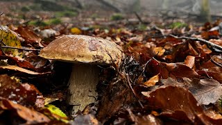 EDULIS a DICEMBRE fanno SOGNARE ancora Funghi porcini 2023 [upl. by Thgirw]