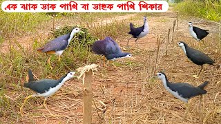 DahukDak Pakhi Dhorar Fad  Water Hen Bird Hunting Trap  ডাহুক পাখি বা ডাক পাখি শিকার করার ফাঁদ [upl. by Eycal186]