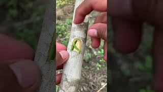 Easy and Simple way of Grafting Citrus lemon orange garden guavatree gardengrafting [upl. by Naimaj400]